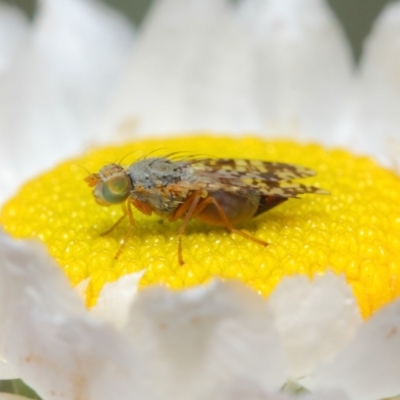 Tephritidae sp. (family) (Unidentified Fruit or Seed fly) at ANBG - 22 Nov 2018 by TimL