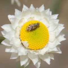 Tephritidae sp. (family) at Acton, ACT - 22 Nov 2018