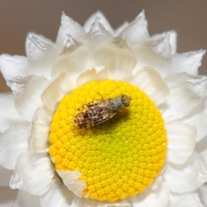 Tephritidae sp. (family) at Acton, ACT - 22 Nov 2018