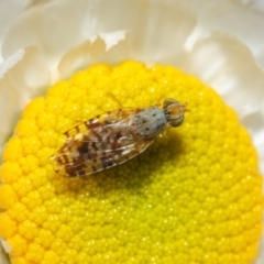 Tephritidae sp. (family) at Acton, ACT - 22 Nov 2018