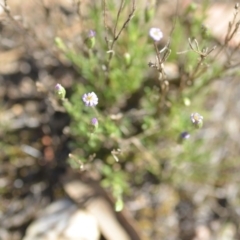 Vittadinia muelleri (Narrow-leafed New Holland Daisy) at QPRC LGA - 27 Oct 2018 by natureguy