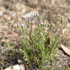 Vittadinia muelleri at Wamboin, NSW - 27 Oct 2018