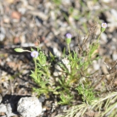 Vittadinia muelleri at Wamboin, NSW - 27 Oct 2018