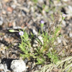 Vittadinia muelleri at Wamboin, NSW - 27 Oct 2018 12:28 PM