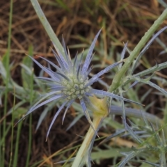 Eryngium ovinum (Blue Devil) at Mitchell, ACT - 22 Nov 2018 by michaelb