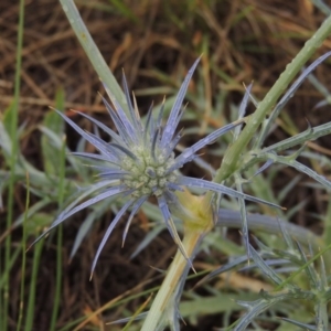 Eryngium ovinum at Mitchell, ACT - 22 Nov 2018