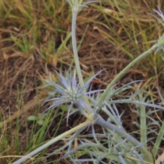 Eryngium ovinum at Mitchell, ACT - 22 Nov 2018 05:50 PM