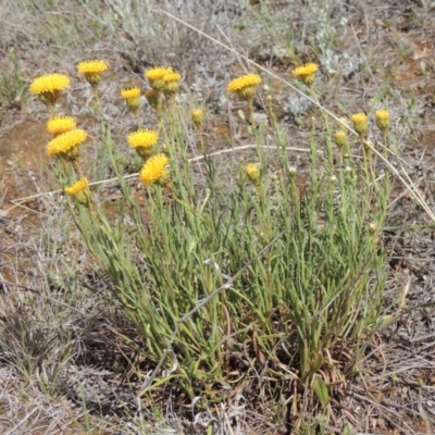 Rutidosis leptorhynchoides (Button Wrinklewort) at Mitchell, ACT - 22 Nov 2018 by MichaelBedingfield