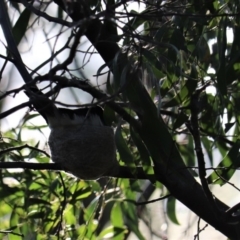 Rhipidura leucophrys at Fyshwick, ACT - 14 Nov 2018