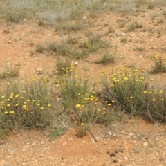 Rutidosis leptorhynchoides (Button Wrinklewort) at Mitchell, ACT - 22 Nov 2018 by MichaelBedingfield