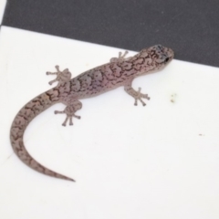 Christinus marmoratus (Southern Marbled Gecko) at Narrabundah, ACT - 24 Nov 2017 by YellowButton