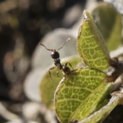 Pheidole sp. (genus) (Seed-harvesting ant) at Michelago, NSW - 21 Jun 2018 by Illilanga