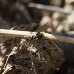 Pheidole sp. (genus) at Michelago, NSW - 21 Jun 2018 02:52 PM