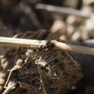 Pheidole sp. (genus) at Michelago, NSW - 21 Jun 2018