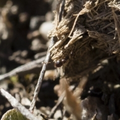 Pheidole sp. (genus) at Michelago, NSW - 21 Jun 2018