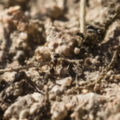 Pheidole sp. (genus) at Michelago, NSW - 21 Jun 2018