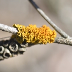 Teloschistes sp. (genus) (A lichen) at Wamboin, NSW - 27 Oct 2018 by natureguy