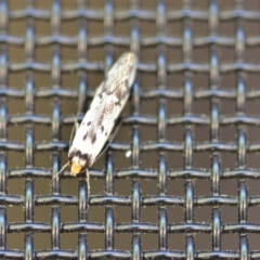 Philobota lysizona (A concealer moth) at QPRC LGA - 26 Oct 2018 by natureguy