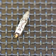 Philobota lysizona (A concealer moth) at Wamboin, NSW - 26 Oct 2018 by natureguy