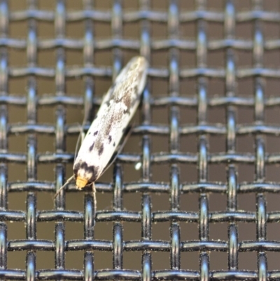 Philobota lysizona (A concealer moth) at Wamboin, NSW - 26 Oct 2018 by natureguy