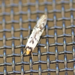 Philobota lysizona at Wamboin, NSW - 26 Oct 2018