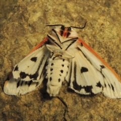 Paramsacta marginata (Donovan's Tiger Moth) at Tuggeranong DC, ACT - 20 Nov 2018 by MichaelBedingfield