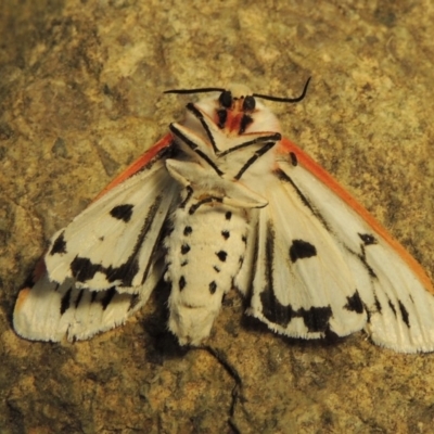 Paramsacta marginata (Donovan's Tiger Moth) at Tuggeranong DC, ACT - 20 Nov 2018 by MichaelBedingfield