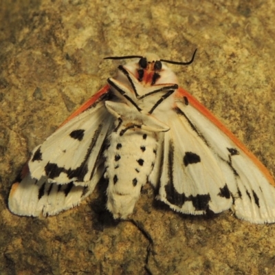 Aloa marginata (Donovan's Tiger Moth) at Pine Island to Point Hut - 20 Nov 2018 by michaelb