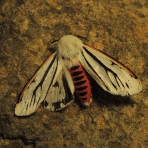 Aloa marginata at Tuggeranong DC, ACT - 20 Nov 2018 10:17 PM