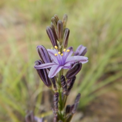 Caesia calliantha (Blue Grass-lily) at Cook, ACT - 24 Nov 2018 by CathB