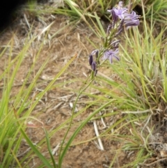 Caesia calliantha at Cook, ACT - 24 Nov 2018