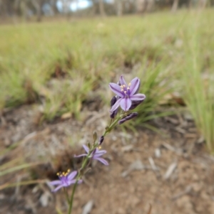 Caesia calliantha at Cook, ACT - 24 Nov 2018 04:56 PM