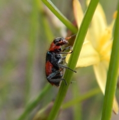 Dicranolaius villosus (Melyrid flower beetle) at Mount Painter - 24 Nov 2018 by CathB