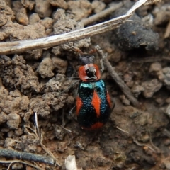 Dicranolaius villosus at Cook, ACT - 24 Nov 2018 04:59 PM