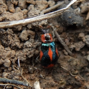 Dicranolaius villosus at Cook, ACT - 24 Nov 2018