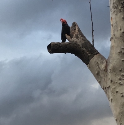 Callocephalon fimbriatum (Gang-gang Cockatoo) at Mount Majura - 24 Nov 2018 by Alliet