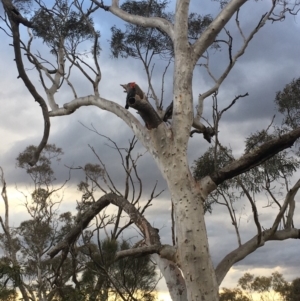 Callocephalon fimbriatum at Hackett, ACT - suppressed