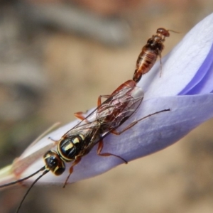 Tiphiidae (family) at Cook, ACT - 24 Nov 2018