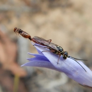 Tiphiidae sp. (family) at Cook, ACT - 24 Nov 2018