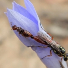 Tiphiidae (family) at Cook, ACT - 24 Nov 2018 05:09 PM