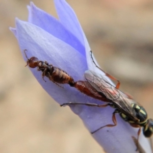 Tiphiidae (family) at Cook, ACT - 24 Nov 2018