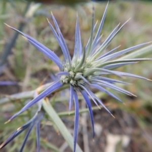 Eryngium ovinum at Cook, ACT - 24 Nov 2018 05:21 PM