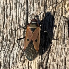 Dysdercus sidae (Pale Cotton Stainer) at Aranda Bushland - 24 Jun 2018 by CathB