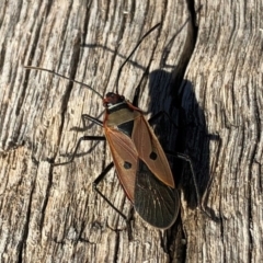 Dysdercus sidae at Aranda, ACT - 24 Jun 2018