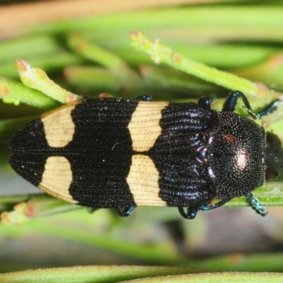 Castiarina subvicina (A jewel beetle) at Aranda Bushland - 24 Nov 2018 by Harrisi