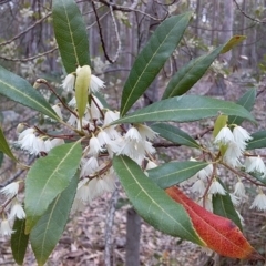 Elaeocarpus reticulatus (Blueberry Ash, Fairy Petticoats) at Meroo National Park - 24 Nov 2018 by GLemann