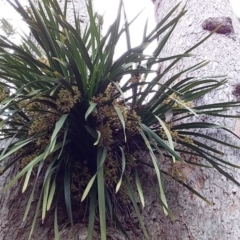 Cymbidium suave (Snake Orchid) at Bawley Point, NSW - 24 Nov 2018 by GLemann