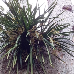 Cymbidium suave at Bawley Point, NSW - suppressed