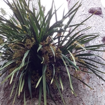 Cymbidium suave (Snake Orchid) at Meroo National Park - 24 Nov 2018 by GLemann