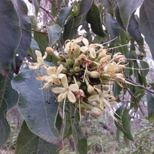 Clerodendrum tomentosum at Bawley Point Walking Track - 24 Nov 2018 06:30 PM